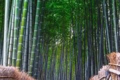 Arashiyama bamboo forest